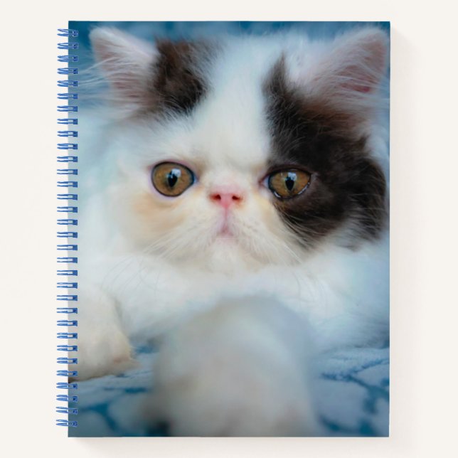 Cuaderno Animales de bebé más afectados | Gatito blanco y n (Anverso)