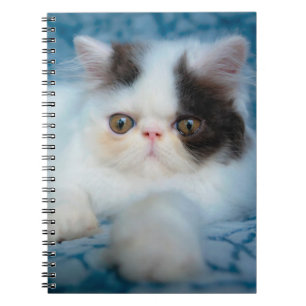 Cuaderno Animales de bebé más afectados Gatito blanco y n