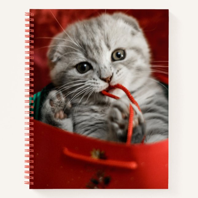 Cuaderno Animales de bebé más afectados | Gatito de peluche (Anverso)