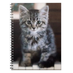 Cuaderno Animales de bebé más afectados   Gatito en llaves 