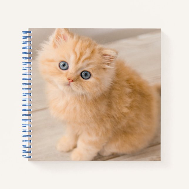 Cuaderno Animales de bebé más afectados | Gatito Longhair B (Anverso)