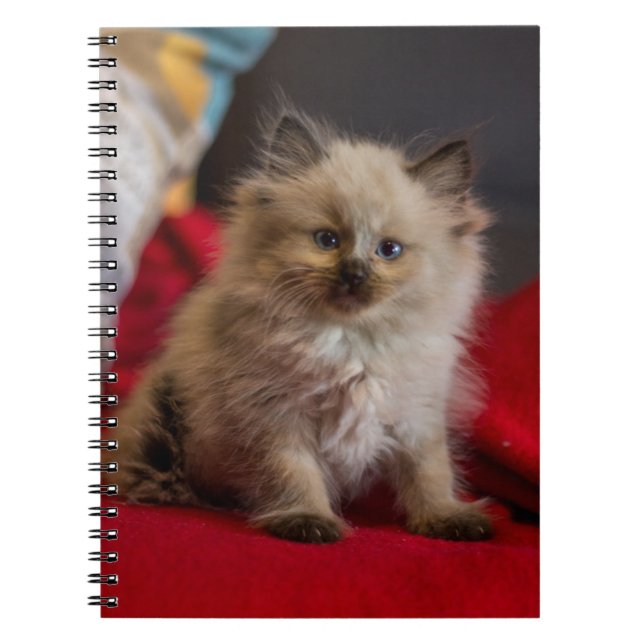 Cuaderno Animales de bebé más afectados | Gatito siamés (Frente)