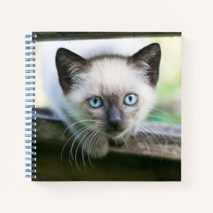 Cuaderno Animales de bebé más afectados   Gatito siamés 2
