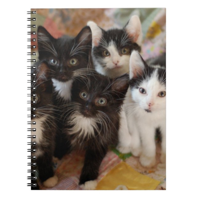 Cuaderno Animales de bebé más afectados | Gatitos blancos y (Frente)