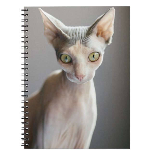 Cuaderno Animales de bebé más afectados | Gato de esfinge (Frente)