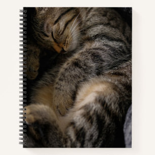 Cuaderno Animales de bebé más afectados   Gato de Tabby dur