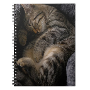 Cuaderno Animales de bebé más afectados   Gato de Tabby dur