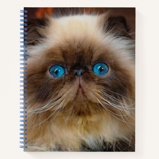 Cuaderno Animales de bebé más afectados | Gato del Himalaya (Anverso)