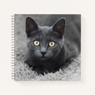 Cuaderno Animales de bebé más afectados   Gato gris