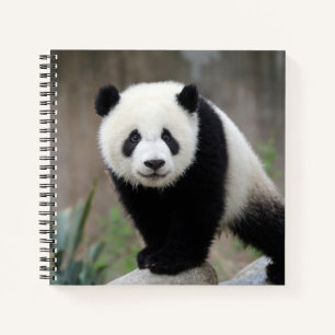 Cuaderno Animales de bebé más afectados   Gigante Panda Bab