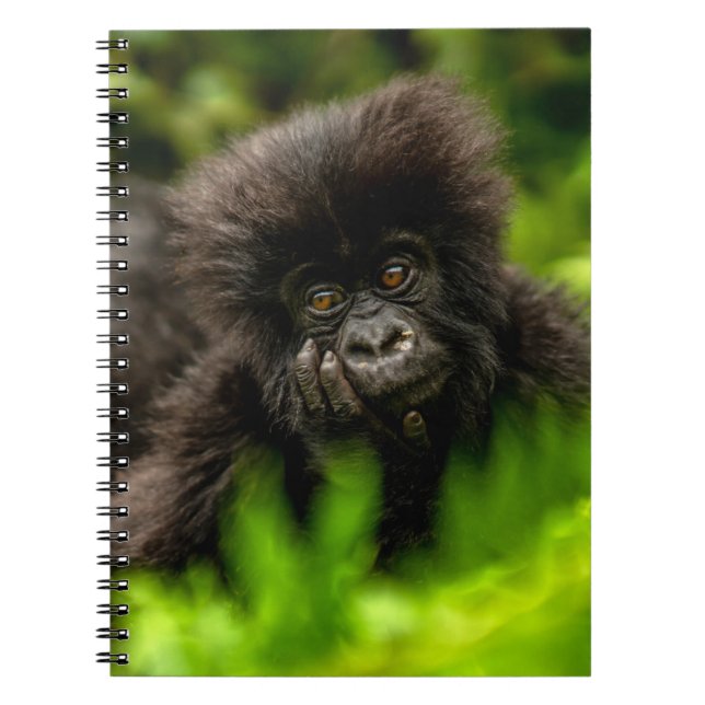 Cuaderno Animales de bebé más afectados | Gorila de montaña (Frente)