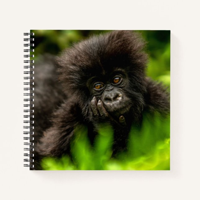 Cuaderno Animales de bebé más afectados | Gorila de montaña (Anverso)
