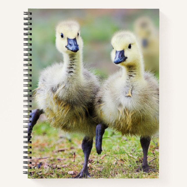 Cuaderno Animales de bebé más afectados | Goslings Canadien (Anverso)
