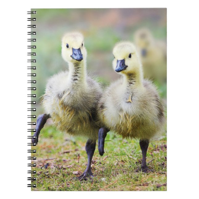 Cuaderno Animales de bebé más afectados | Goslings Canadien (Frente)