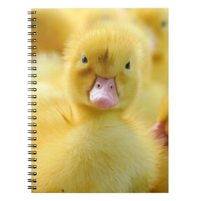 Cuaderno Animales de bebé más afectados | Grupo Pato Bebé (Frente)