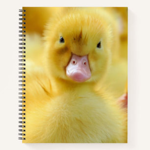 Cuaderno Animales de bebé más afectados Grupo Pato Bebé