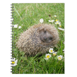 Cuaderno Animales de bebé más afectados   Hedgehog español