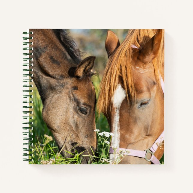 Cuaderno Animales de bebé más afectados | Horse Colt (Anverso)