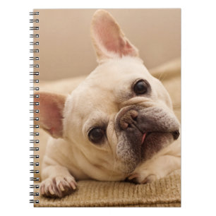 Cuaderno Animales de bebé más afectados   Inclinación de la