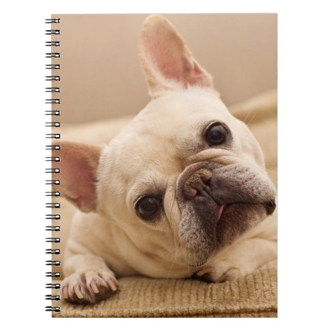 Cuaderno Animales de bebé más afectados | Inclinación de la (Frente)