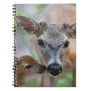 Cuaderno Animales de bebé más afectados   Key Deer Stag & F
