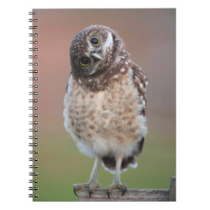 Cuaderno Animales de bebé más afectados   Lechuza Ardiente