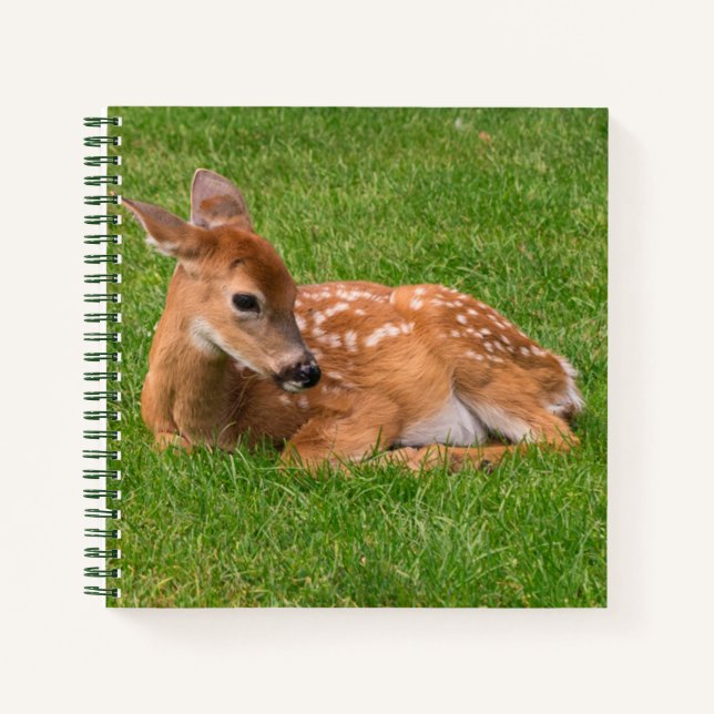 Cuaderno Animales de bebé más afectados | Little Fawn (Anverso)