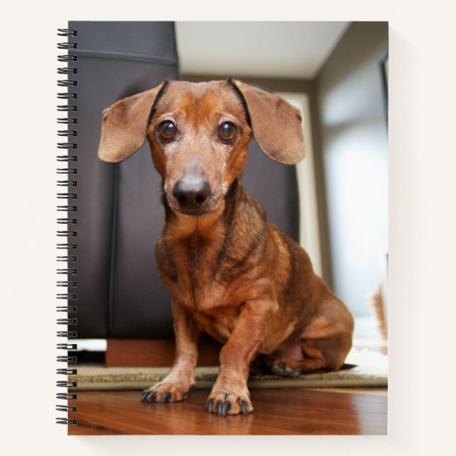 Cuaderno Animales de bebé más afectados | Mini Dachshund Pu (Anverso)