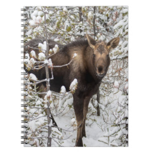 Cuaderno Animales de bebé más afectados Moose Calf