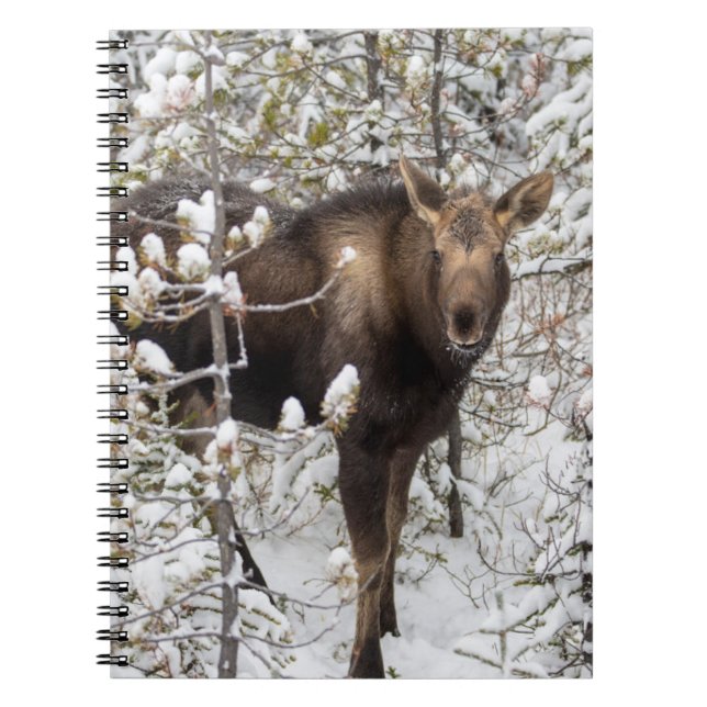 Cuaderno Animales de bebé más afectados | Moose Calf (Frente)