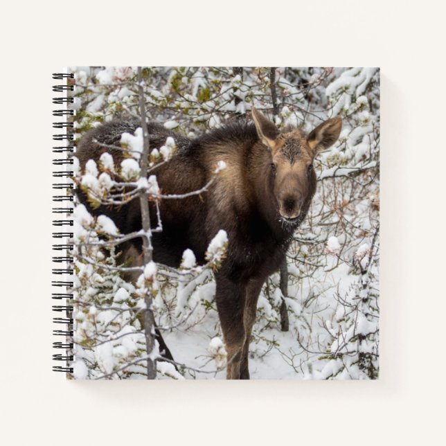 Cuaderno Animales de bebé más afectados | Moose Calf (Anverso)
