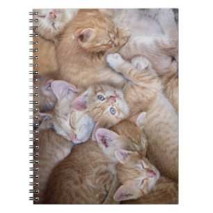 Cuaderno Animales de bebé más afectados   Naranja Kitten Pi