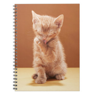 Cuaderno Animales de bebé más afectados Naranja Tabby Kit