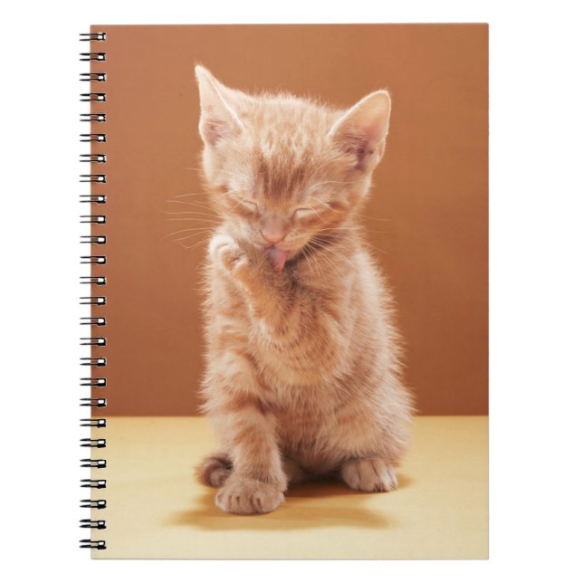 Cuaderno Animales de bebé más afectados | Naranja Tabby Kit (Frente)