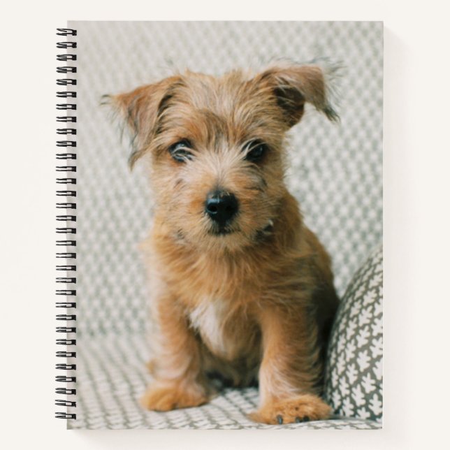 Cuaderno Animales de bebé más afectados | Norfolk Terrier P (Anverso)