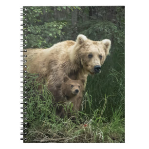 Cuaderno Animales de bebé más afectados   Oso Mamá Oso Y Su