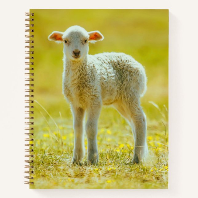 Cuaderno Animales de bebé más afectados | Ovejas jóvenes (Anverso)