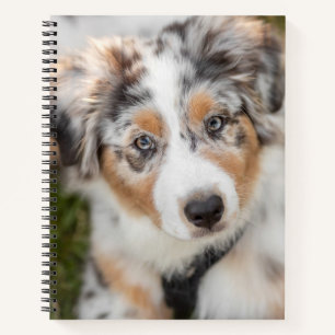 Cuaderno Animales de bebé más afectados   Pastor Australian