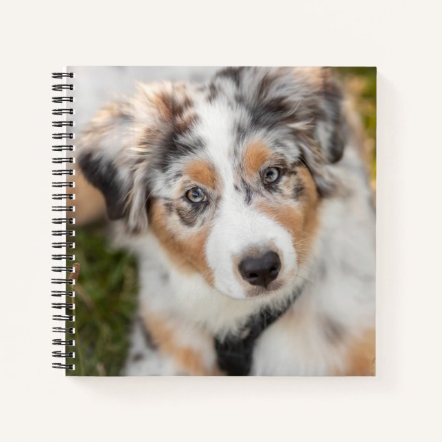 Cuaderno Animales de bebé más afectados | Pastor Australian (Anverso)