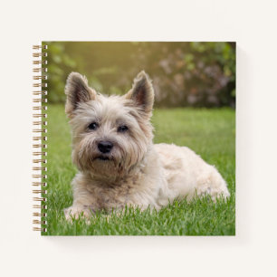 Cuaderno Animales de bebé más afectados   Perro Cairn Terri