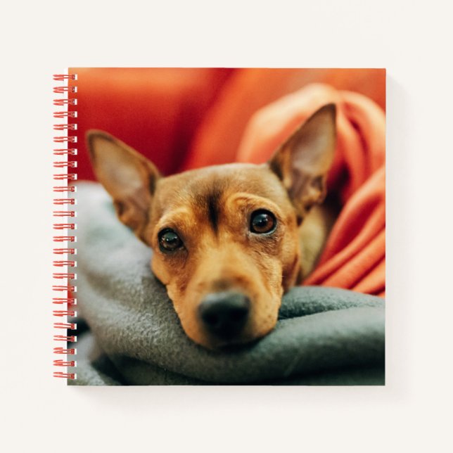 Cuaderno Animales de bebé más afectados | Pinscher en minia (Anverso)