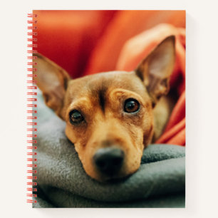 Cuaderno Animales de bebé más afectados Pinscher en minia