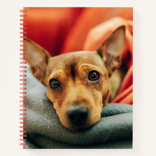 Cuaderno Animales de bebé más afectados | Pinscher en minia (Anverso)