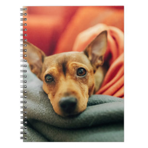 Cuaderno Animales de bebé más afectados Pinscher en minia
