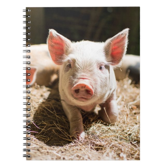 Cuaderno Animales de bebé más afectados | Pizarra De Bebé (Frente)
