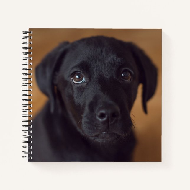 Cuaderno Animales de bebé más afectados | Puppy de Labrador (Anverso)