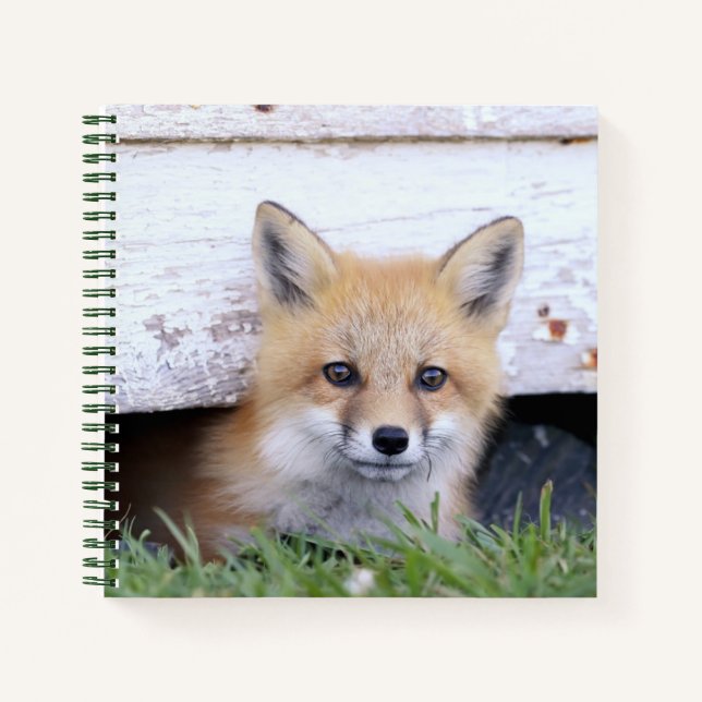 Cuaderno Animales de bebé más afectados | Red Fox Kit Peeki (Anverso)