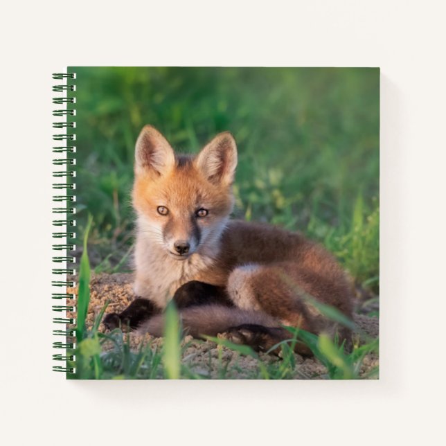 Cuaderno Animales de bebé más afectados | Red Fox Kit Relax (Anverso)
