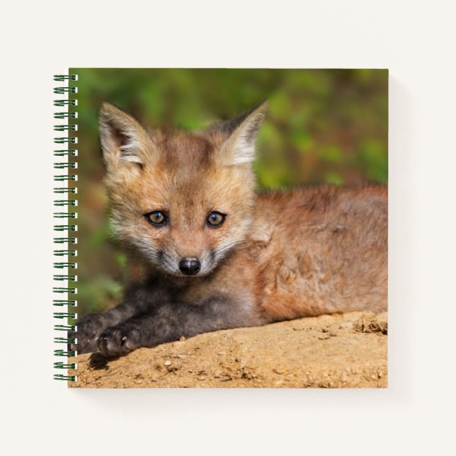 Cuaderno Animales de bebé más afectados | Red Fox Pup (Anverso)