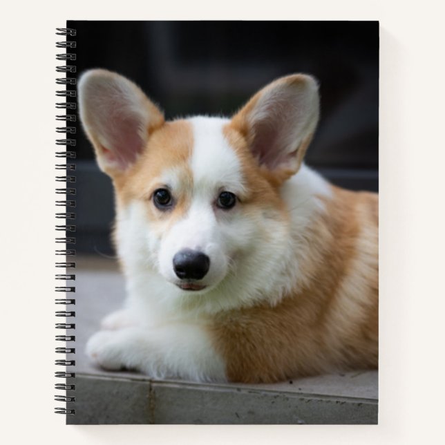 Cuaderno Animales de bebé más afectados | Relajación de Cor (Anverso)